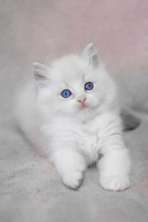 Name: Lennox