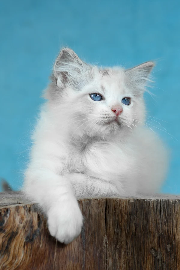 Name: Denver