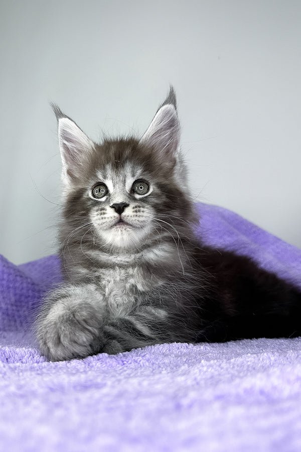 Name: Diesel
