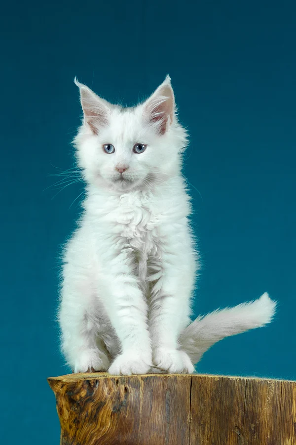 Maincoon Kittens