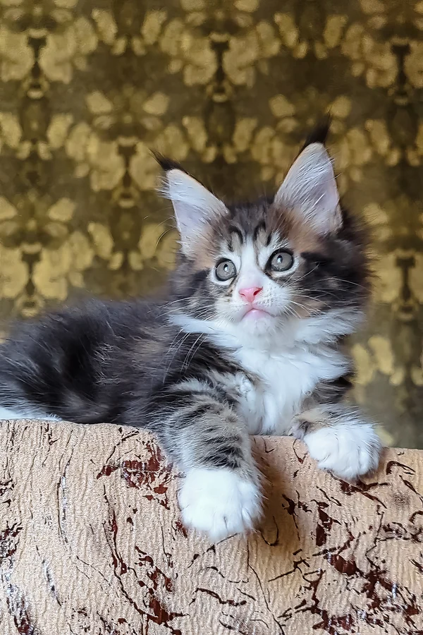 Name: Hari
