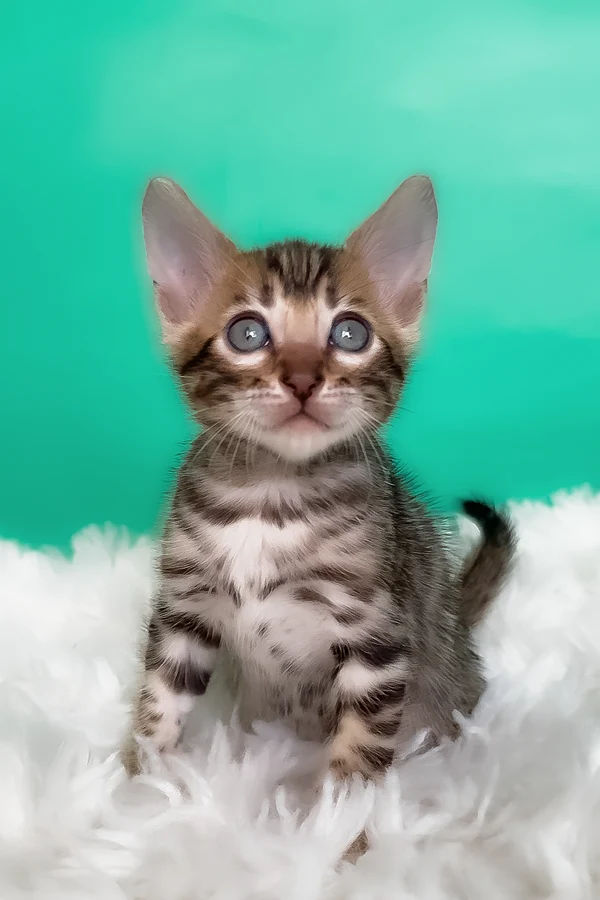 Name: Karat