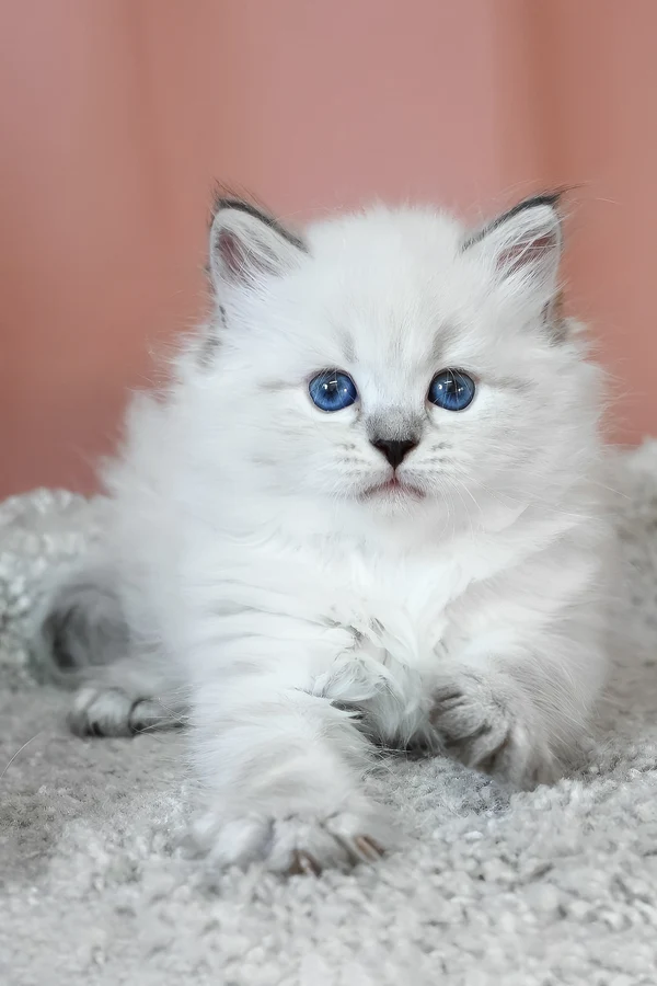 Name: Klayton