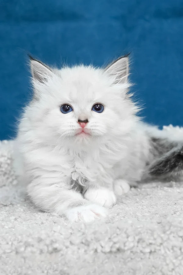 Name: Laska