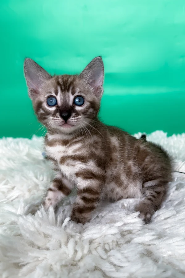 Name: Layla