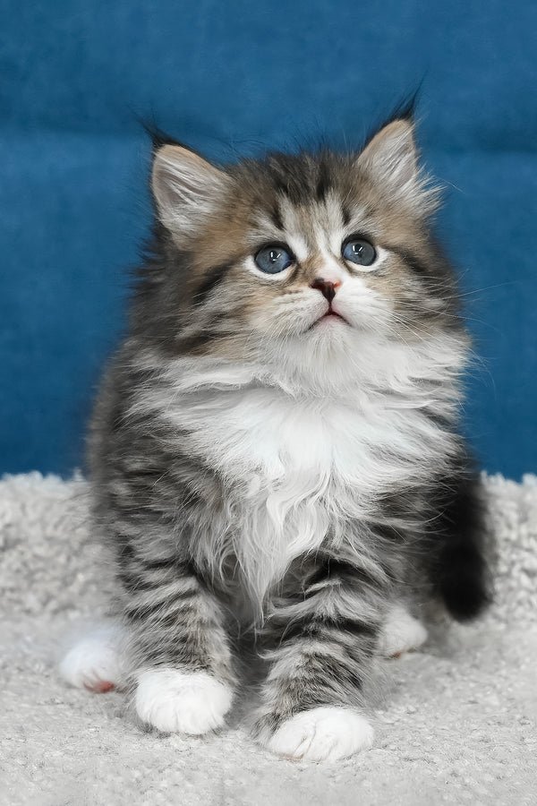Siberian Kittens 