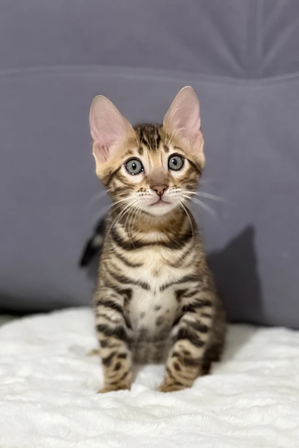 Name: Nemo