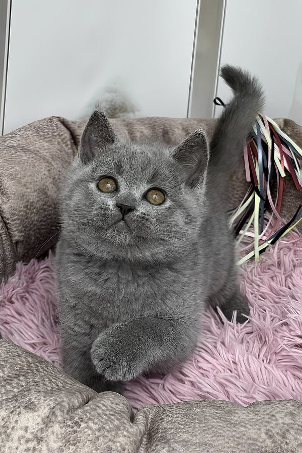 Name: Sasha