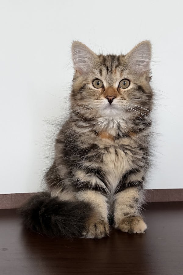 Name: Tamina