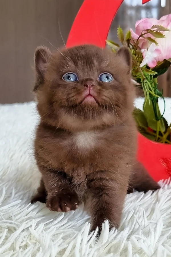 Name: Teddy
