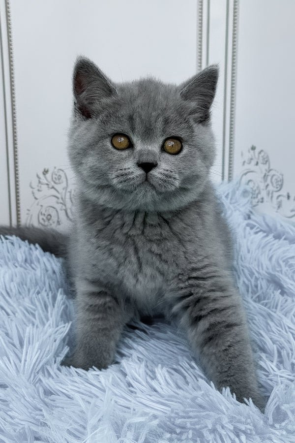 British Shorthair Kittens