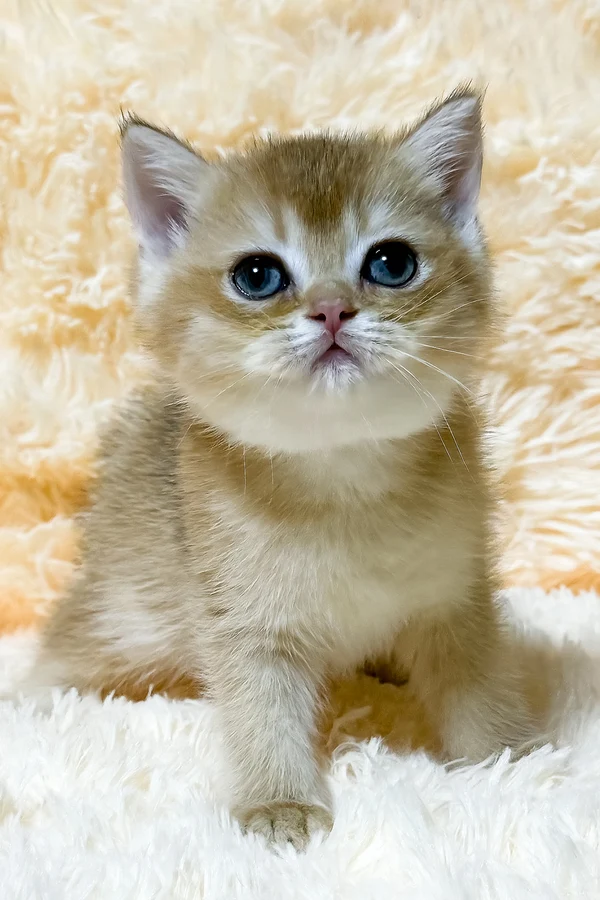 Name: Ulla