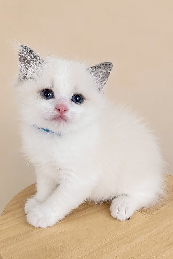 Name: Winston