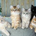 images (68)